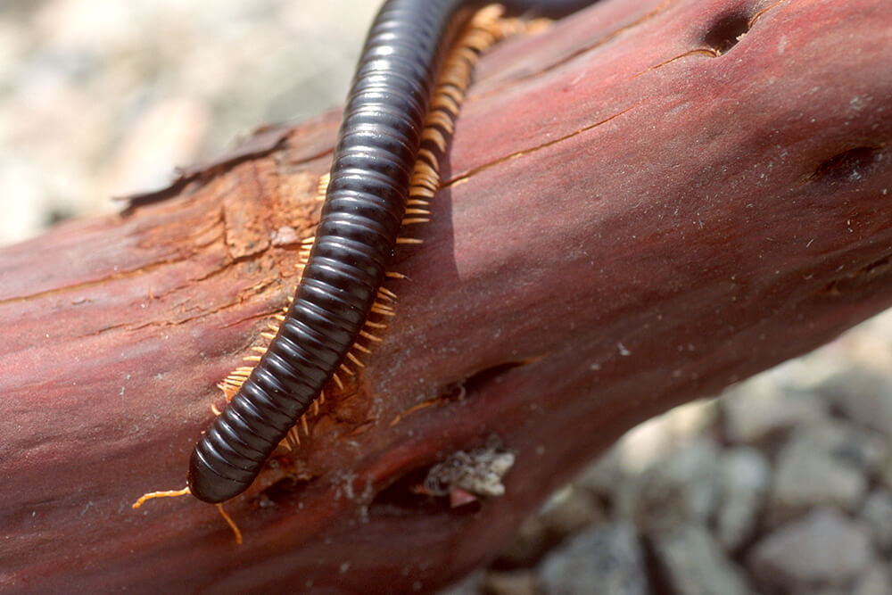 Giant African Millipede | San Diego Zoo Animals & Plants