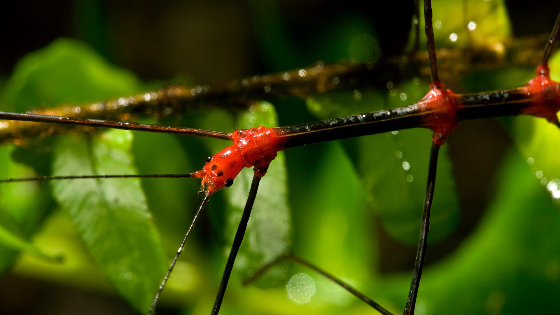 Black-and-Red Stick Insect, Phasmid