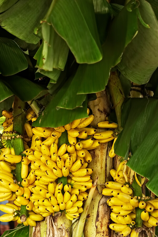 yellow banana tree images