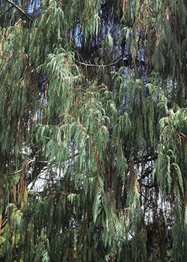 Kashmir Cypress