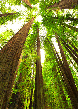 Redwoods