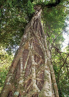 Green-leaved Moreton Bay Fig