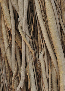 Banyan Tree