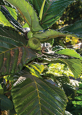 Highland Breadfruit Tree