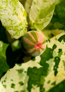 Mosaic Clown Fig