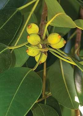 Moreton Bay Fig