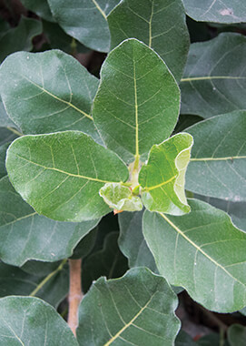 Mountain Rock Fig