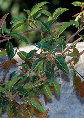 Red-leaved fig