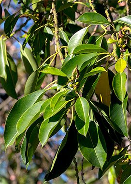 Close-up of rubber tree leaves