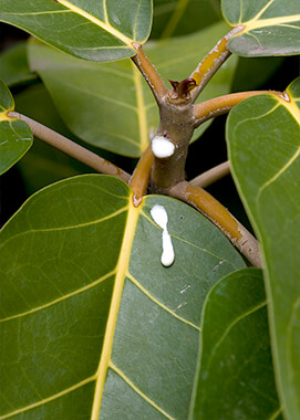 Close-up of Zulu leaves