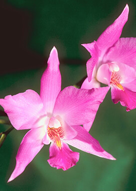 Laelia Orchid