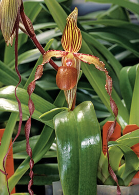 Paphiopedilum Orchid