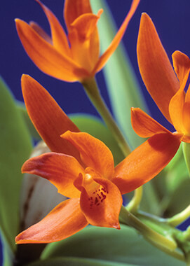 Orange Cattleya Orchid 