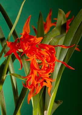 Dendrobium