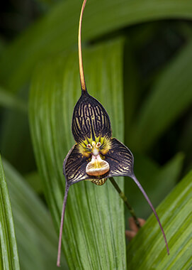 Dracula Orchid