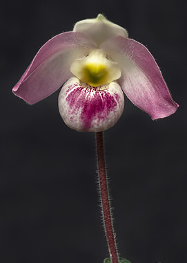 Lady's slipper orchid