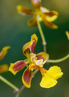 Oncidium