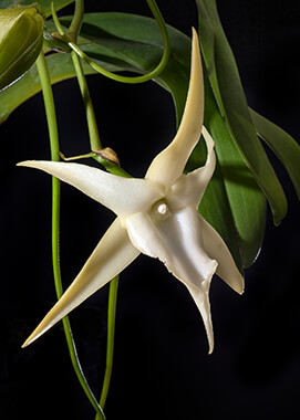 Star of Bethlehem Orchid