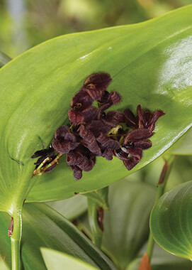 Tarantula orchid