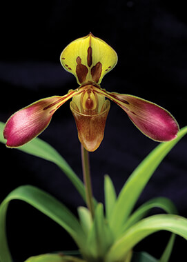 Tiger-striped Paphiopedilum