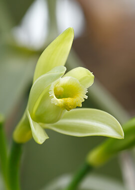 Vanilla orchid