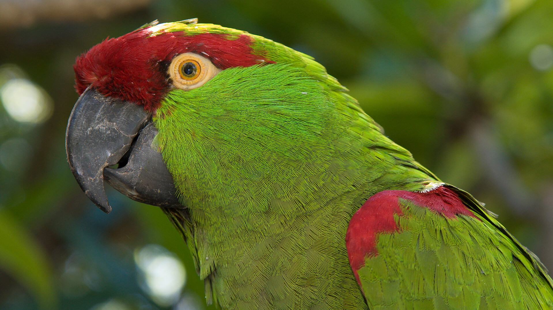 Thickbilled Parrot San Diego Zoo Animals & Plants