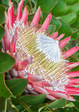 King protea bloom