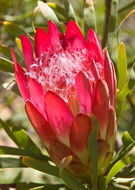 Limestone sugarbush protea