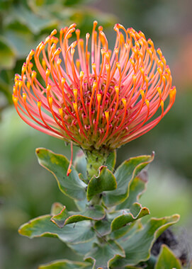 African Protea | San Diego Zoo Animals & Plants