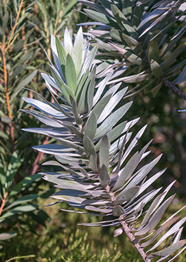 Silvertree protea