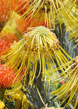 Skyrocket protea