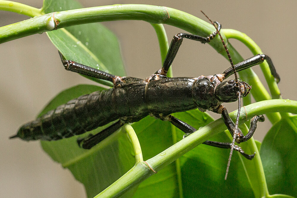 Facts About the Walking Stick Bug