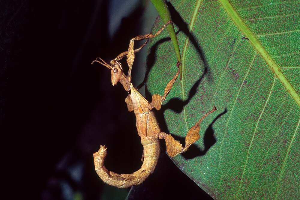Animals of the Forest Walking Stick