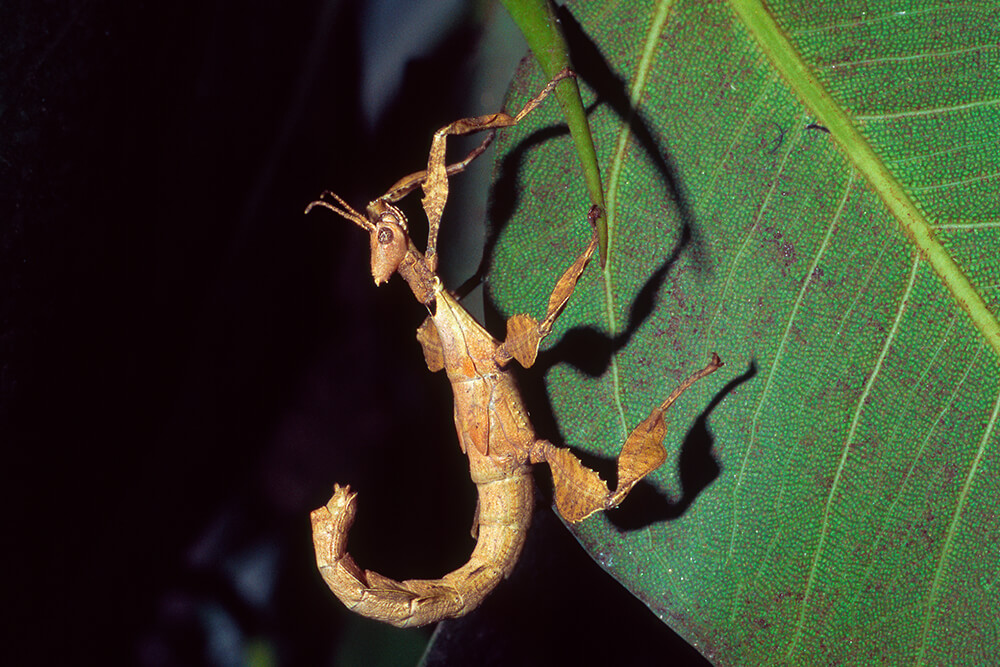 Australian walking stick