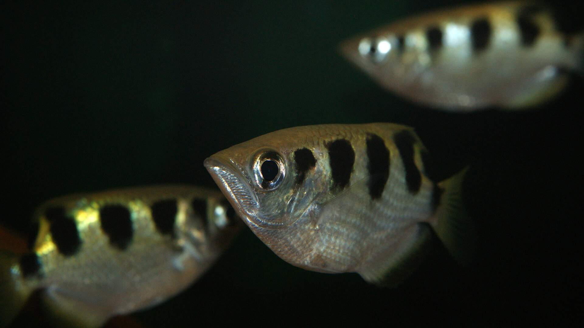 Banded Archer Fish | San Diego Zoo Animals & Plants