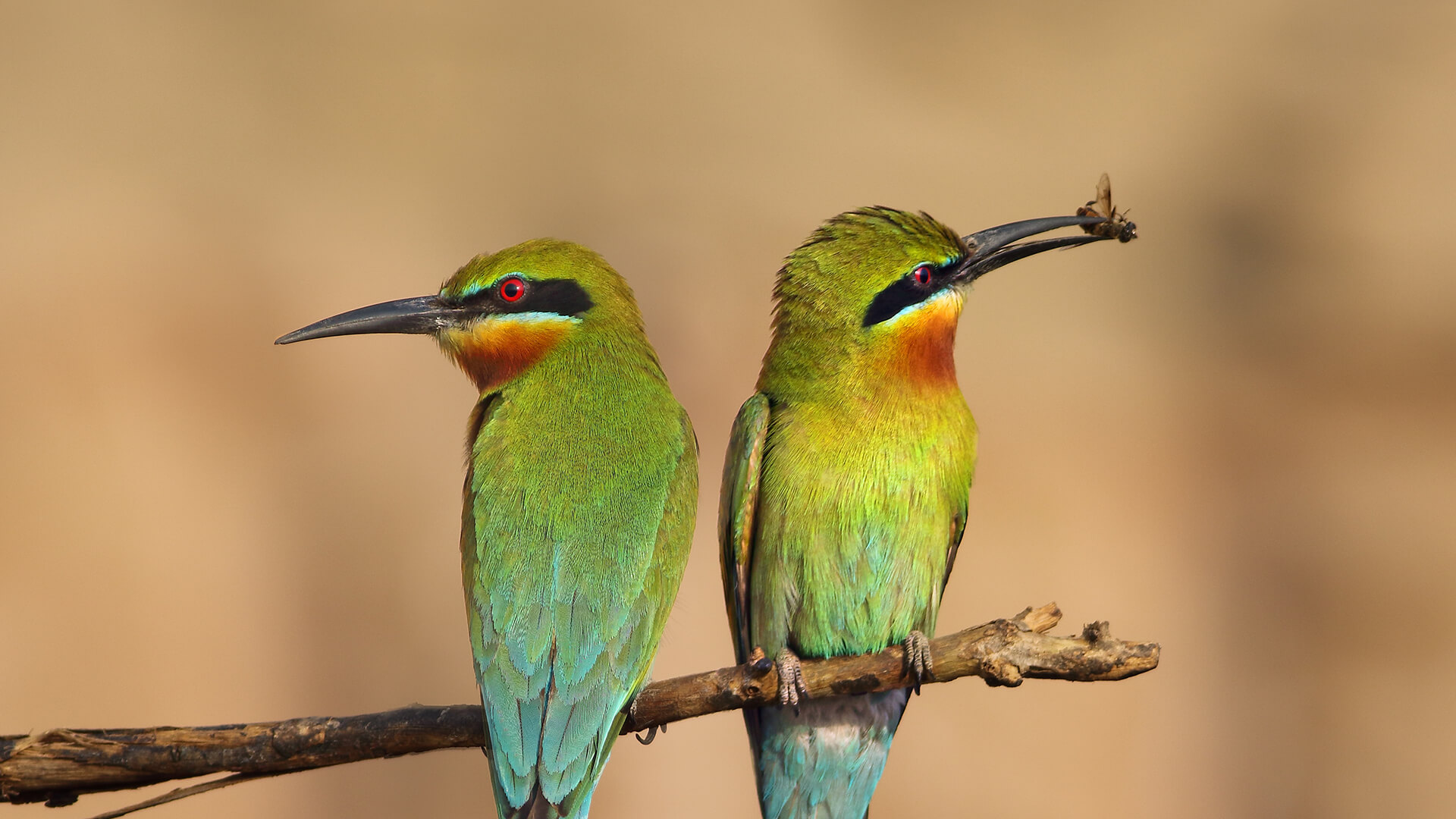 Insect Eaters Birds