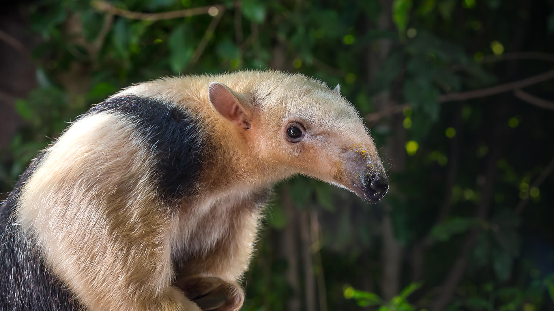 A young tamandua gazes at the camera with a wet nose.