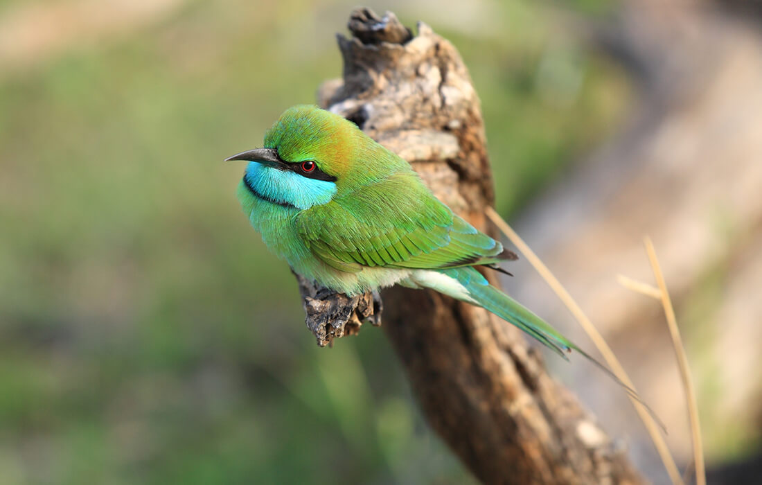 Bee-eater | San Diego Zoo Animals & Plants