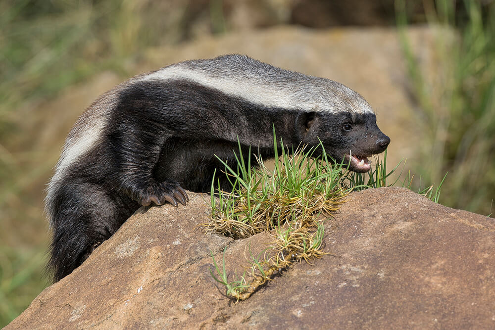 Honey Badger (Ratel) | San Diego Zoo Animals & Plants