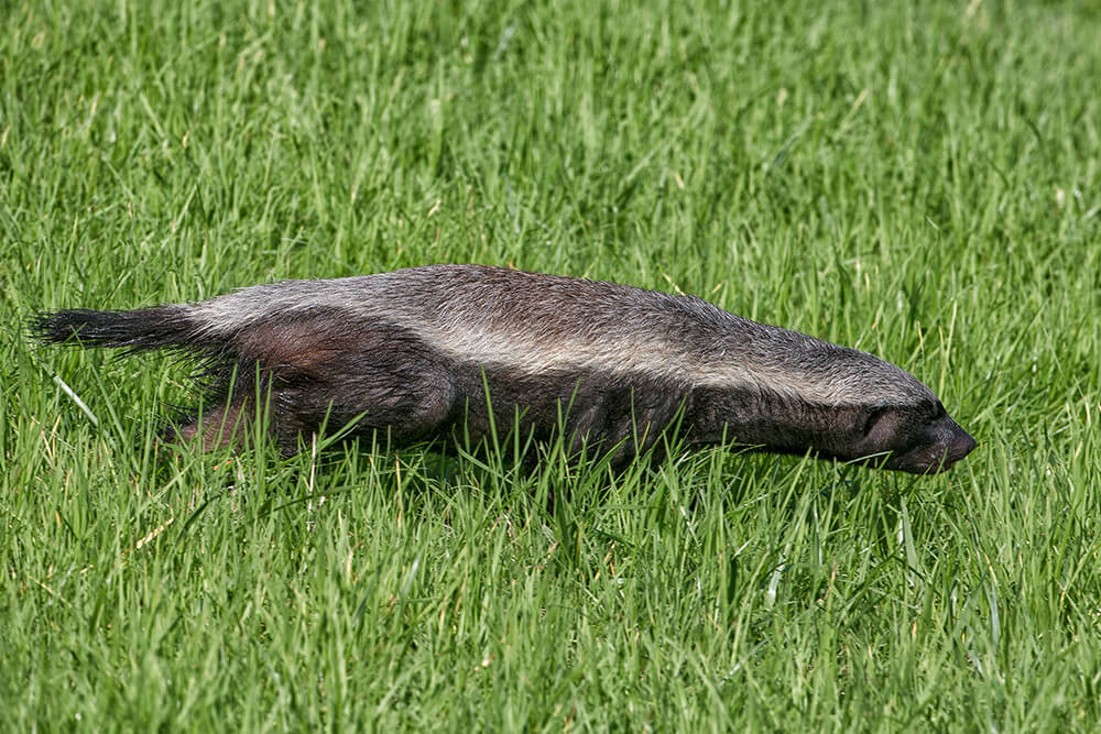 Honey Badger (Ratel) | San Diego Zoo Animals & Plants