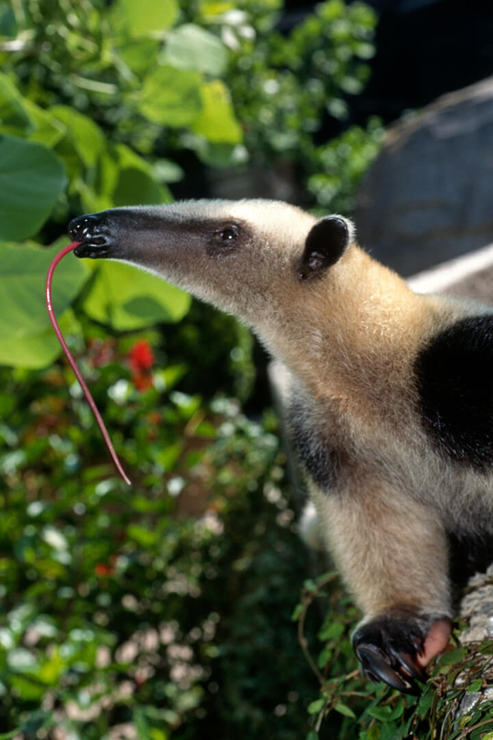 If a tamandua feels threatened while in a tree, it will hold onto