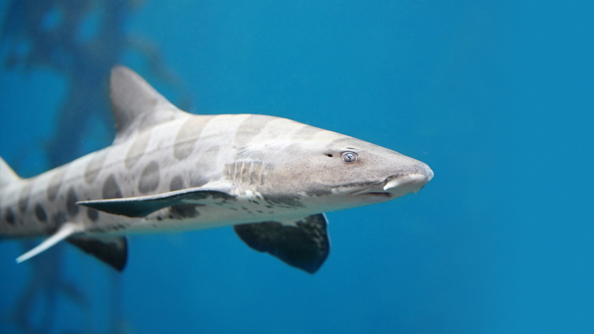 Leopard shark swimming in a blue tank