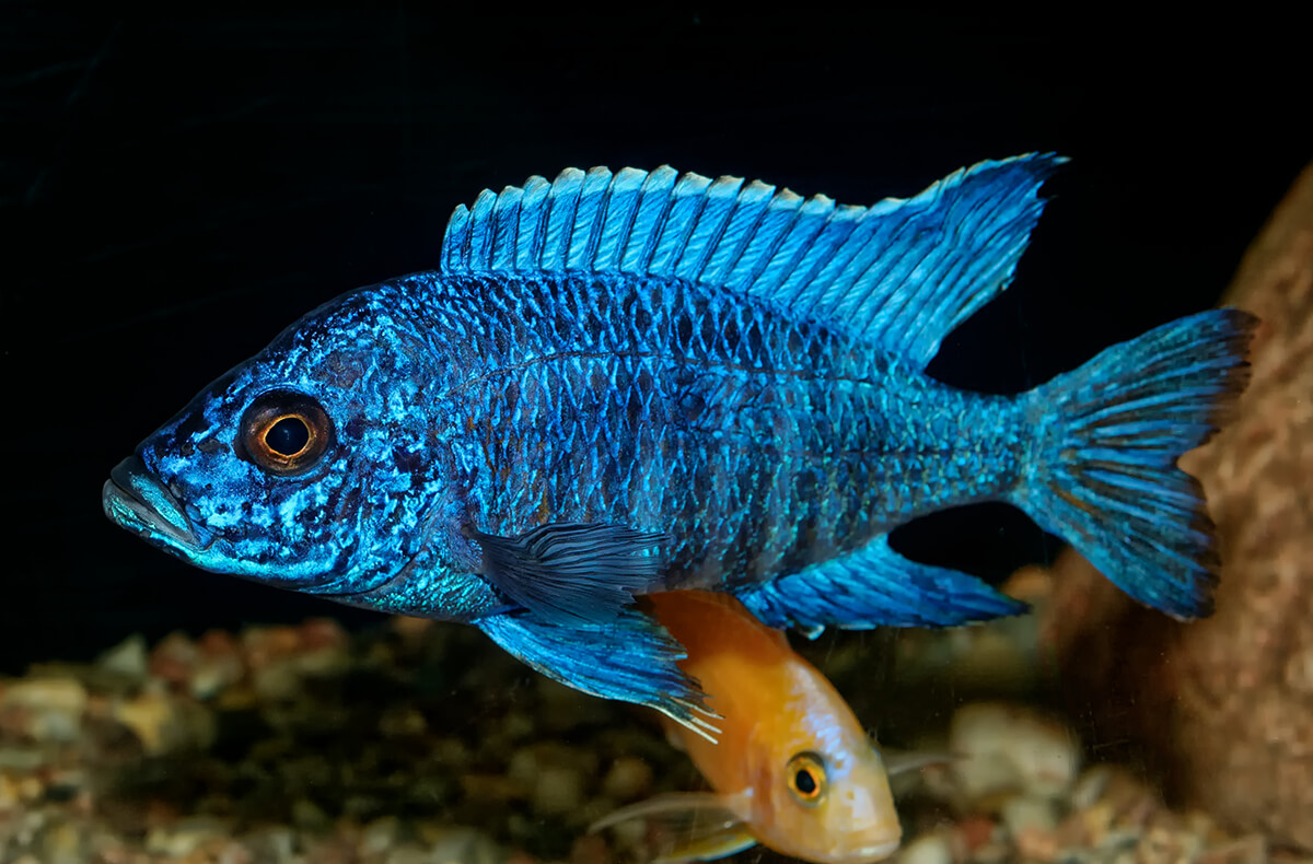 Chiclets Fish