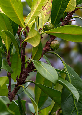 African fig