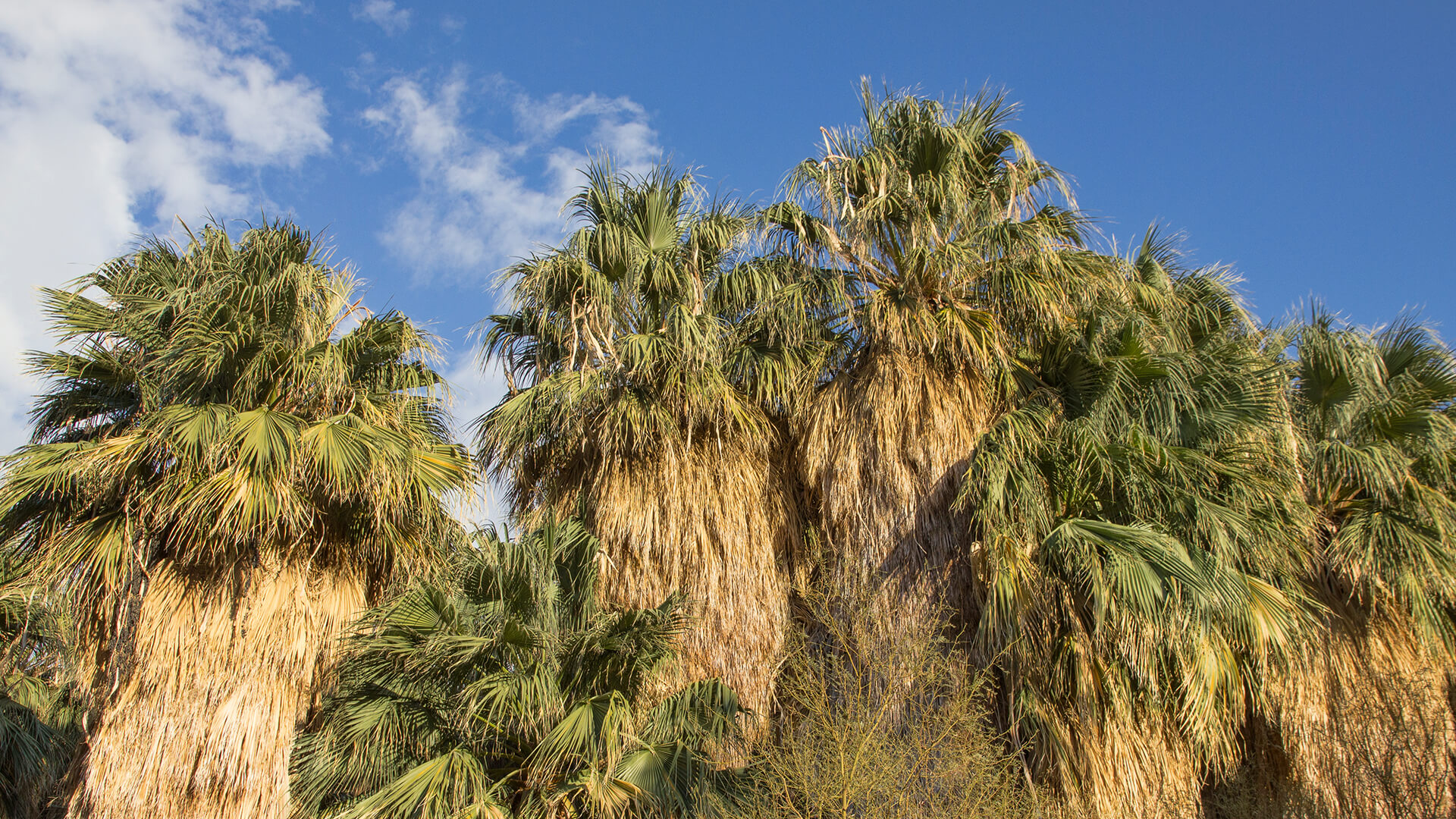 A group of California fan palms against a blue sky