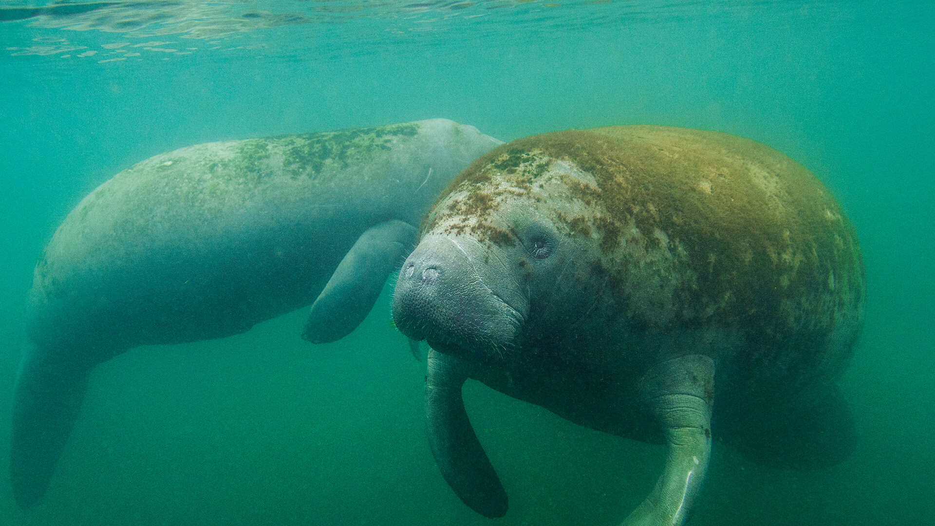 A pair of manatees floating in murky turquoise Florida bayou water