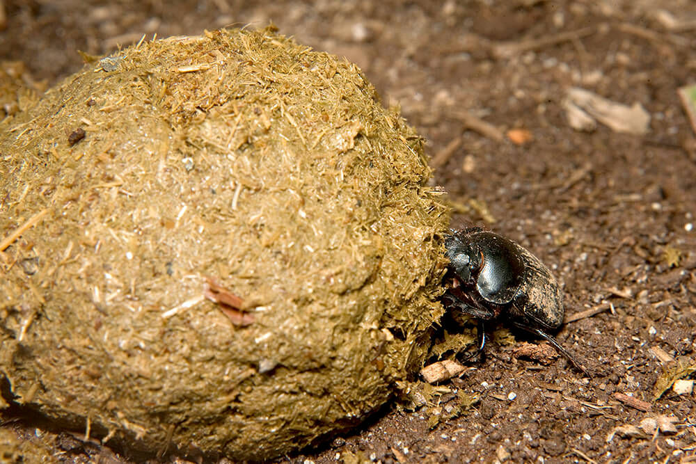 dung-beetle-san-diego-zoo-animals-plants