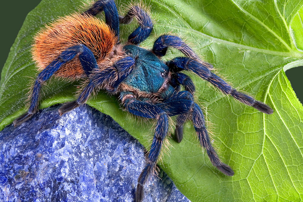 Blue Hair Tarantula Habitat - wide 1