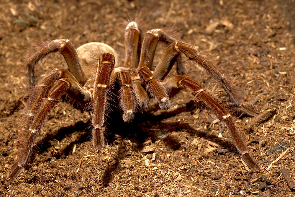 Tarantula | San Diego Zoo Animals & Plants