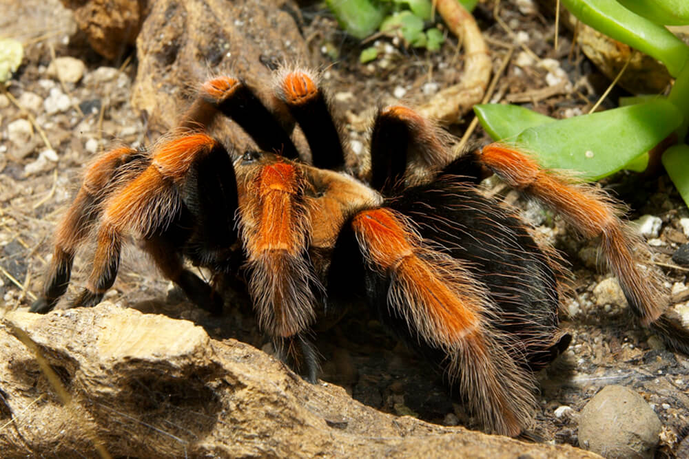 Tarantula | San Diego Zoo Animals & Plants